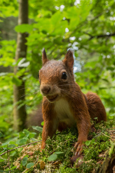 Eichhörnchen - Red Squirrel