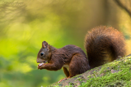 Eichhörnchen - Red Squirrel