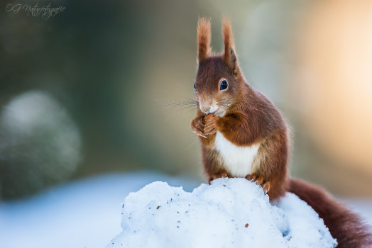 Eichhörnchen - Red Squirrel