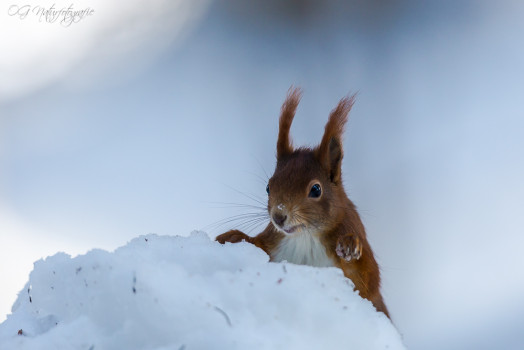 Eichhörnchen - Red Squirrel