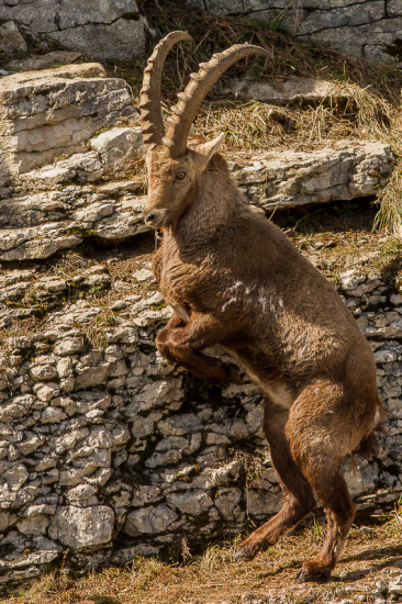 Alpensteinbock - Alpine Ibex