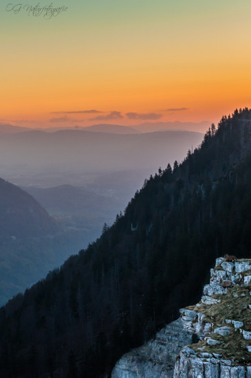 Alpensteinbock - Alpine Ibex