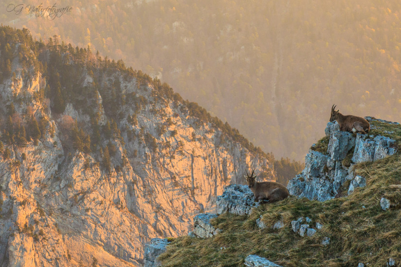 Alpensteinbock - Alpine Ibex