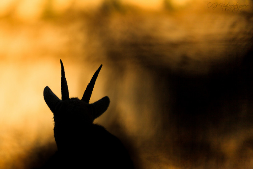 Alpensteinbock - Alpine Ibex