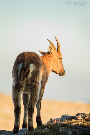 Alpensteinbock - Alpine Ibex