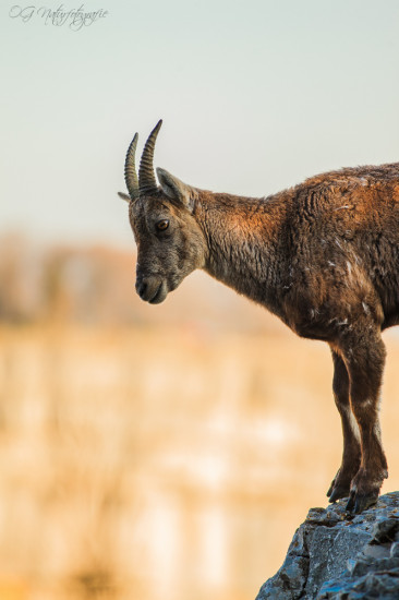 Alpensteinbock - Alpine Ibex
