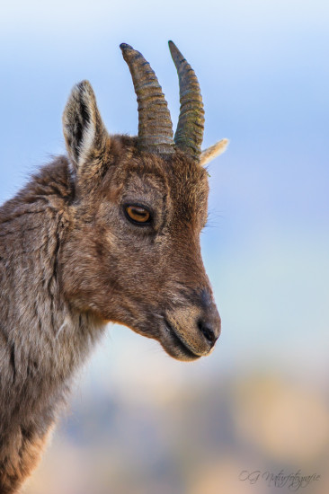 Alpensteinbock - Alpine Ibex
