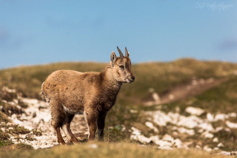 Alpensteinbock - Alpine Ibex