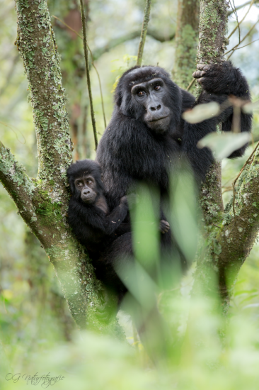 Berggorilla - Mountain Gorilla