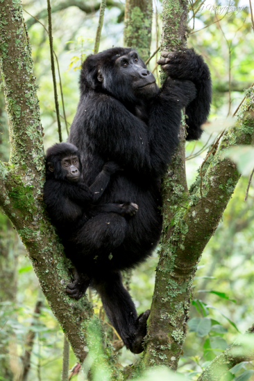 Berggorilla - Mountain Gorilla