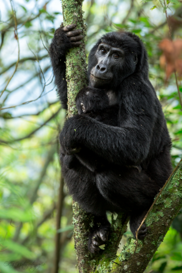 Berggorilla - Mountain Gorilla
