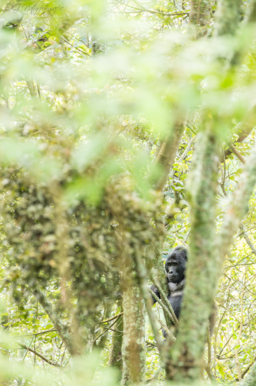 Berggorilla - Mountain Gorilla
