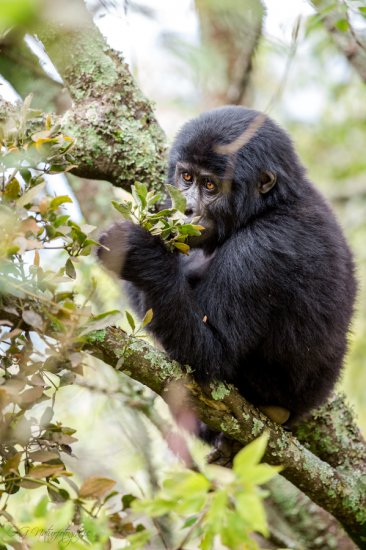 Berggorilla - Mountain Gorilla