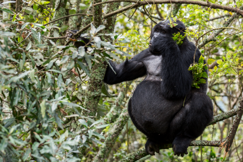 Berggorilla - Mountain Gorilla