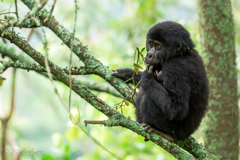 Berggorilla - Mountain Gorilla