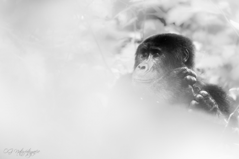 Berggorilla - Mountain Gorilla