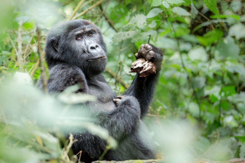 Berggorilla - Mountain Gorilla