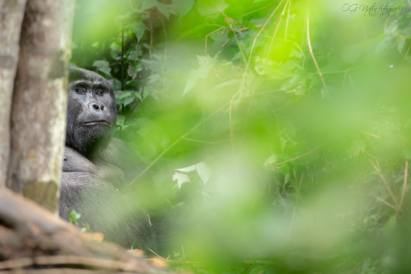 Berggorilla - Mountain Gorilla