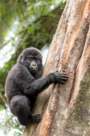 Berggorilla - Mountain Gorilla