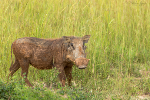 Warzenschwein - Warthog