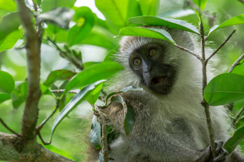 Grüne Meerkatze - Velvet Monkey
