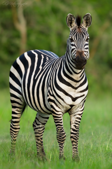 Steppenzebra - Burchell's Zebra