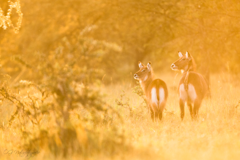 Wasserbock - Waterbuck