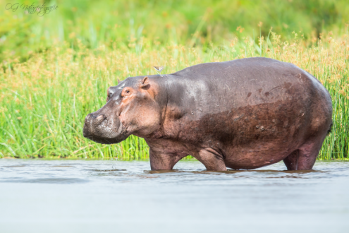 Flusspferd - Hippo