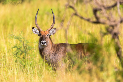 Wasserbock (m) - Waterbuck (m)