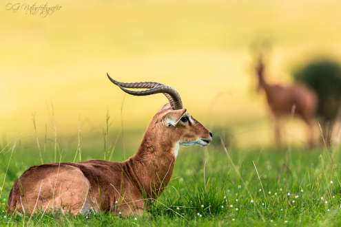 Uganda-Grasantilope - Uganda Kob