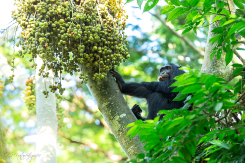 Schimpanse - Chimpanzee