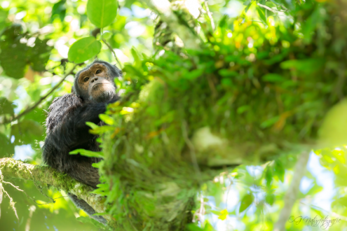 Schimpanse - Chimpanzee