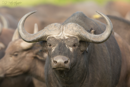 Kaffernbüffel - Cape Buffalo
