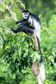 Mantelaffe - Black-and-white Colobus