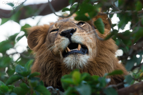 Löwe - Lion