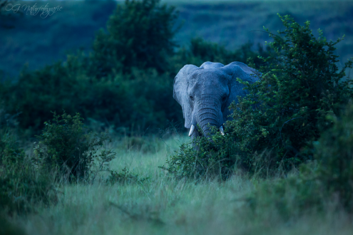 Afrikanischer Elefant - African Elephant