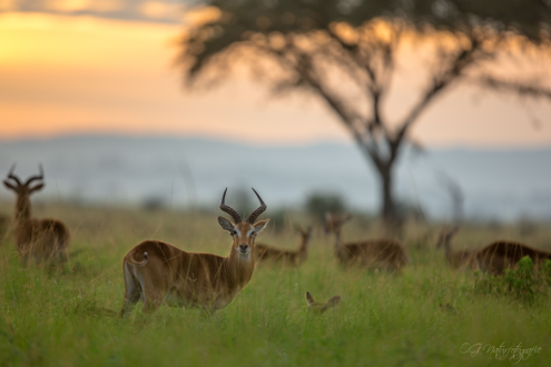Uganda-Grasantilope - Uganda Kob