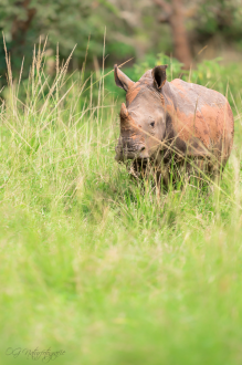 Breitmaulnashorn - Southern White Rhinoceros