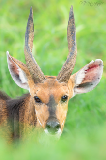Buschbock - Bushbuck