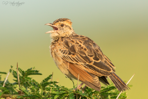 Rotnackenlerche - Rufous Naped Lark