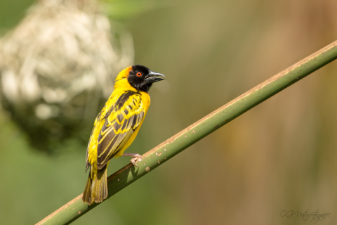 Schwarzkopfweber - Black-headed Weaver