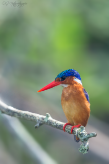 Haubenzwergfischer - Malachite Kingfisher