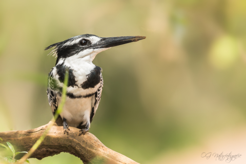 Graufischer - Pied Kingfisher