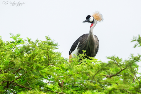 Südafrika-Kronenkranich - Grey Crowned Crane