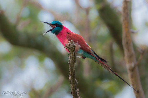 Scharlachspint - Northern Carmine Bee-eater