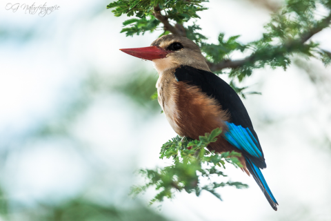 Graukopfliest - Grey-headed Kingfisher