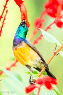 Ziernektarvogel - Variable Sunbird