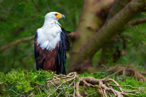 Schreiseeadler - African Fish Eagle