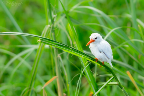 Haubenzwergfischer (leuzistische Form) - Leucistic Malachite Kingfisher