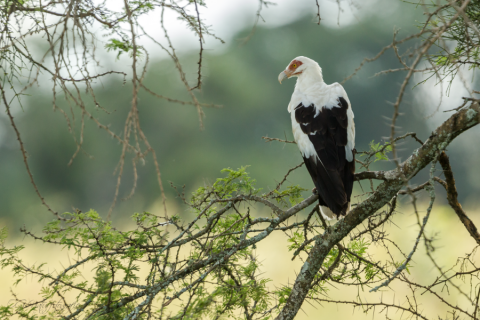 Palmgeier - Palm nut vulture